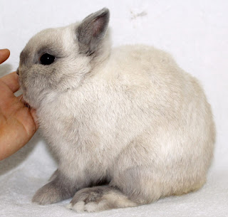 nigerian dwarf rabbit