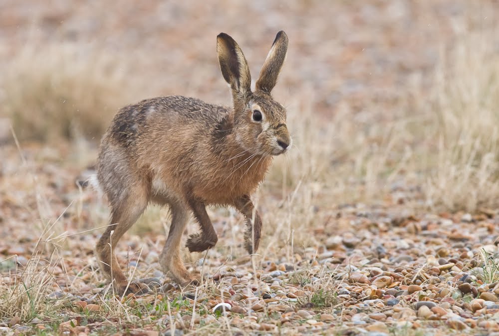 открой зайцы