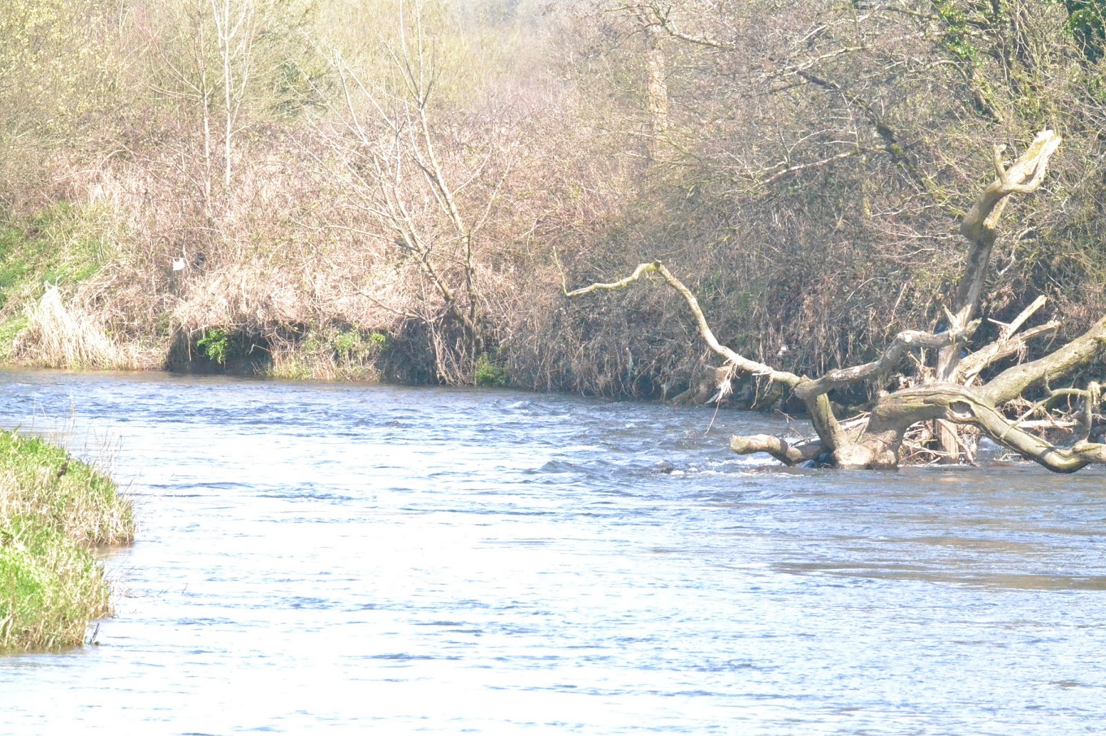 Nickseatrout,s blog. Fishing the river towy for salmon and sea trout
