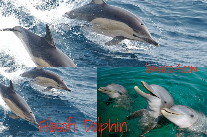 Filosofi Dolphin