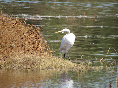 Colusa National Wildlife Refuge