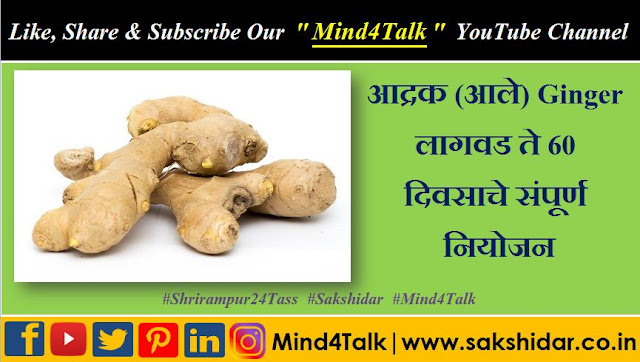 Mind4Talk || आद्रक (आले) Ginger लागवड ते 60 दिवसाचे संपूर्ण नियोजन
