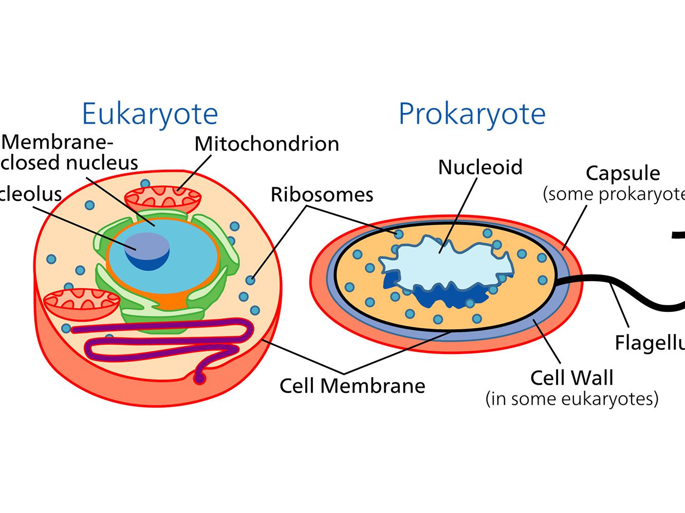 Prokaryotic Vs Eukaryotic Worksheet