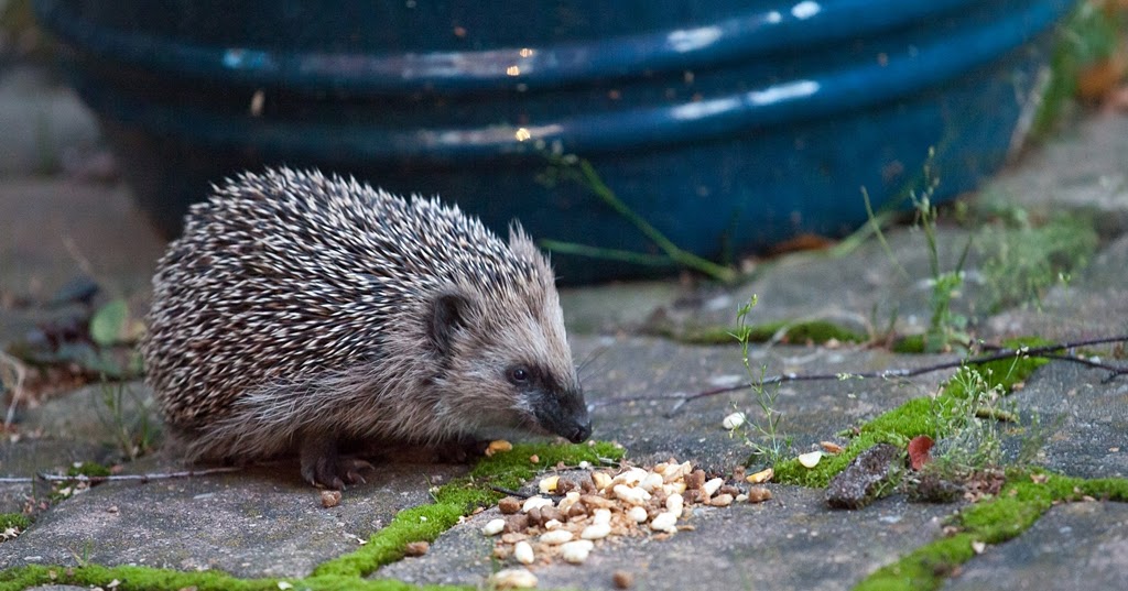 Kinder Gedichte Welt Igel Und Agel
