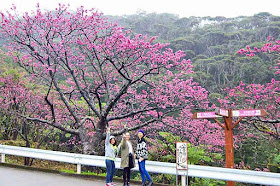 3 girls, cherry blossoms, roadside, signs, Mt. Yae