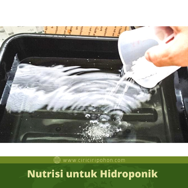 Ciri Ciri Pohon Nutrisi untuk Hidroponik