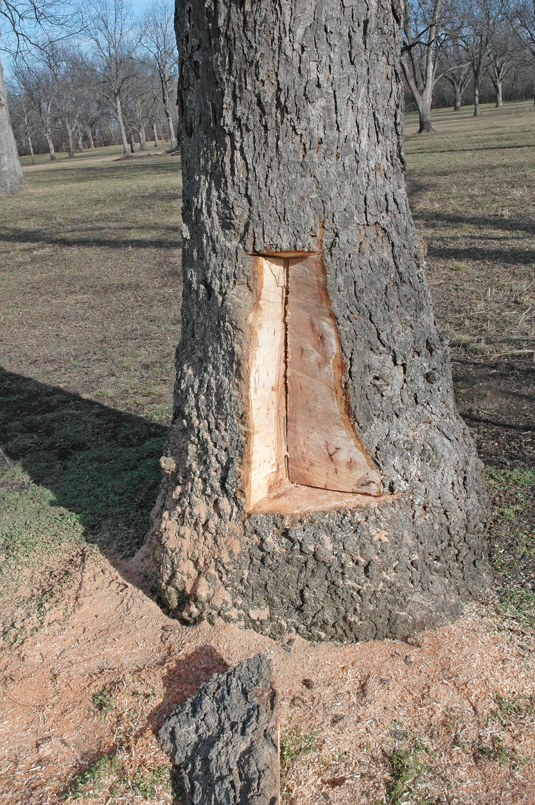 Northern Pecans: Looking inside a swollen lower pecan trunk