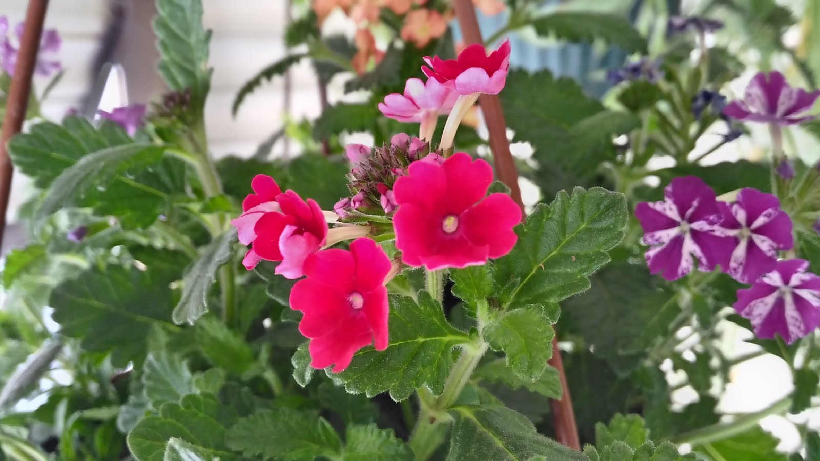 YER MİNESİ BAKIMI (Verbena Hybrida) Çiçek Bakımı, Çiçek