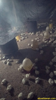 menyalakan api pemanas ayam menyalakan api pemanas ayam sampai mataku perih