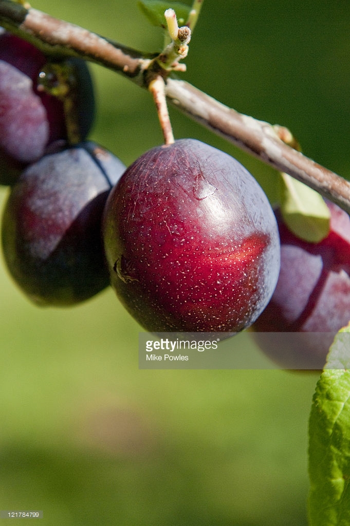 How to Grow Damson Plum, Guide to Growing and Planting Damsons