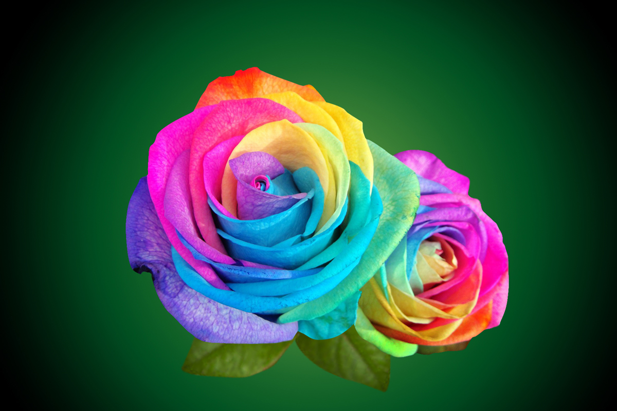 Multicolor Rainbow Roses With Green Leaves Wallpaper