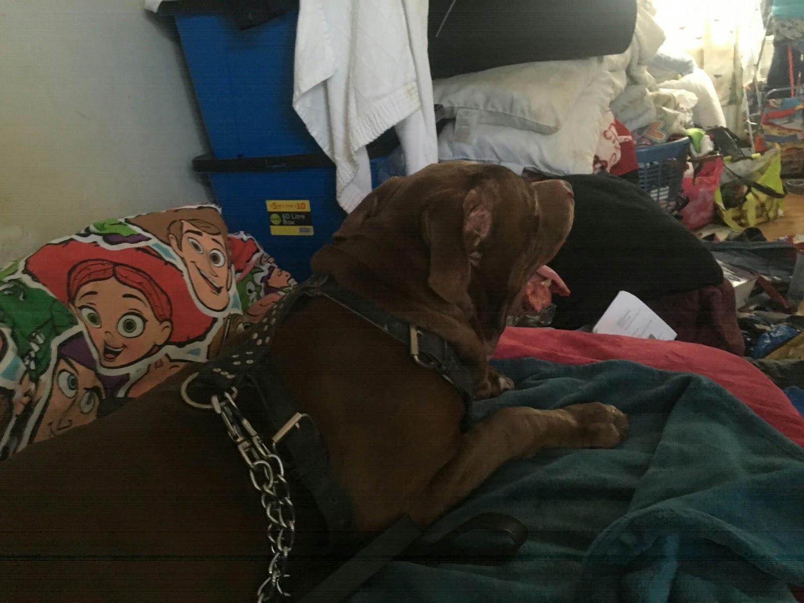 Niz's Dogz Blog Gumtree Dog Devon Update