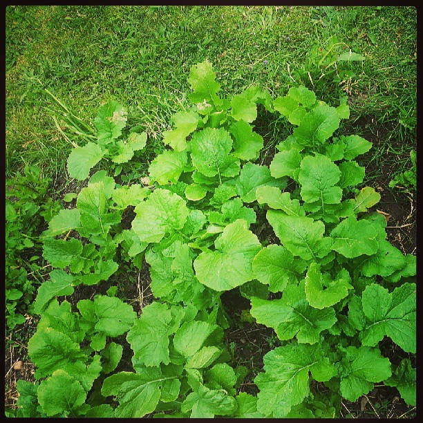 home grown garden beetroot rocket turnips