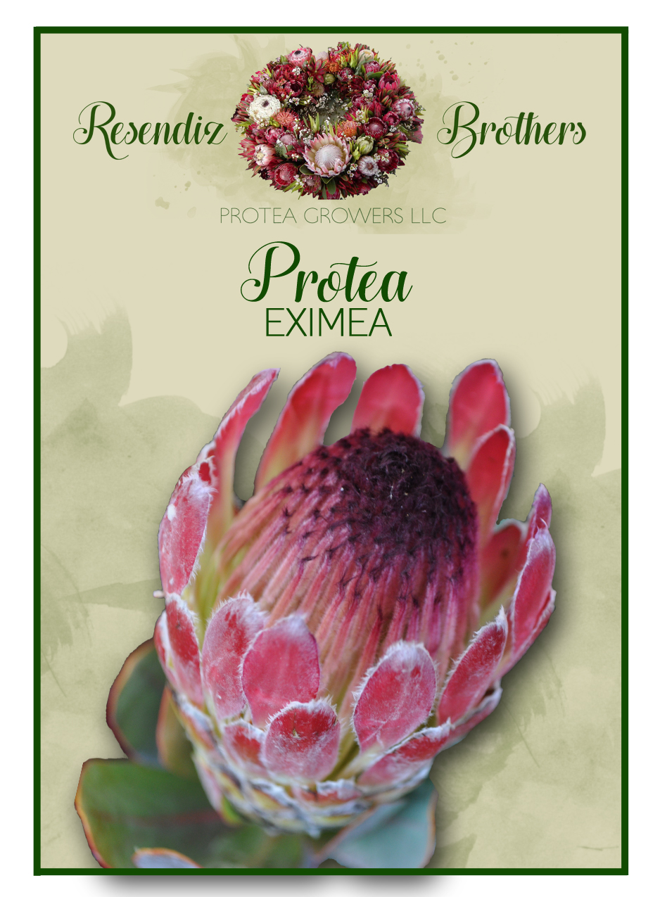 A Passion for Flowers New on the Farm Protea Seeds