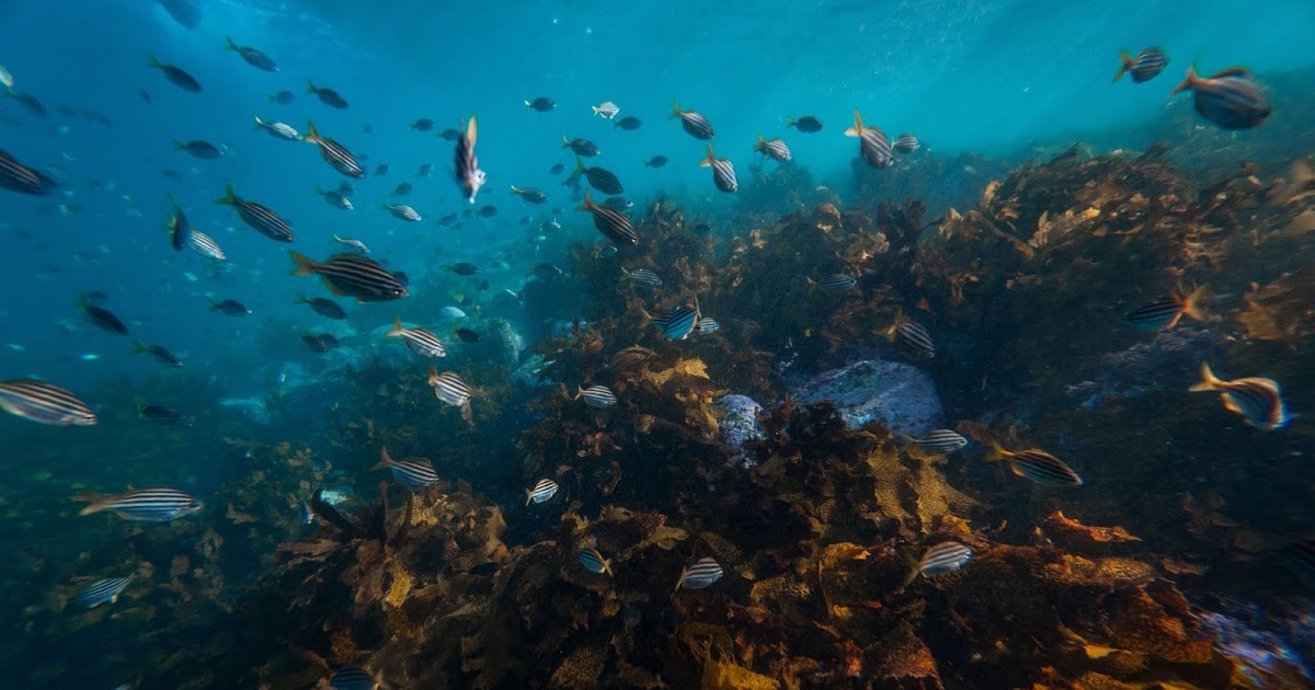 Ocean Underwater Life Fish, Corals, Algae