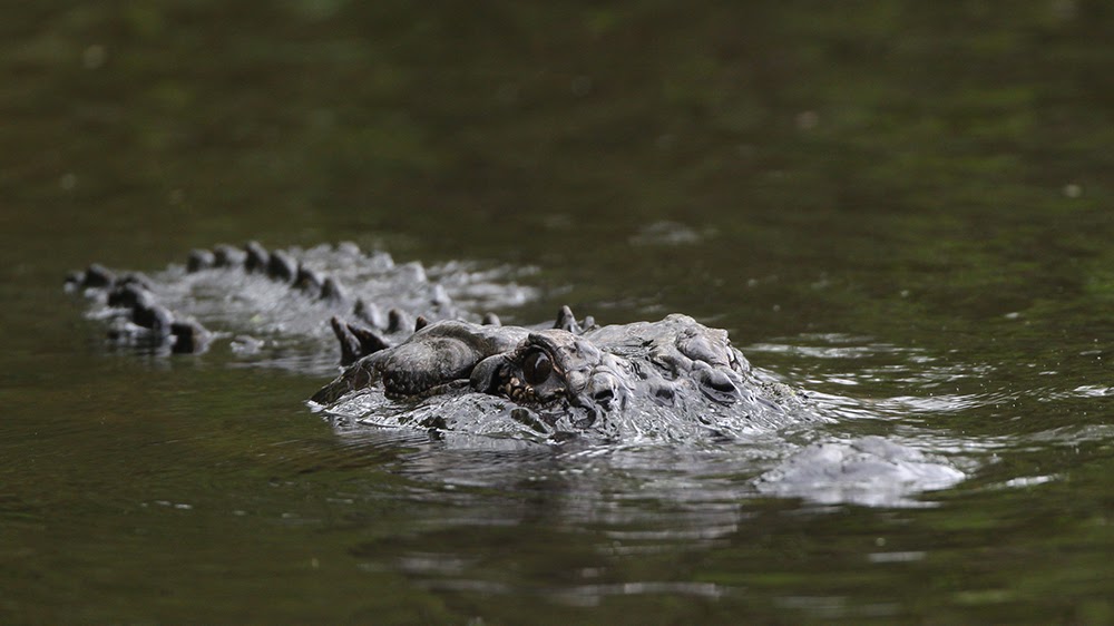 Outdoors Application period for Arkansas public land alligator hunts open