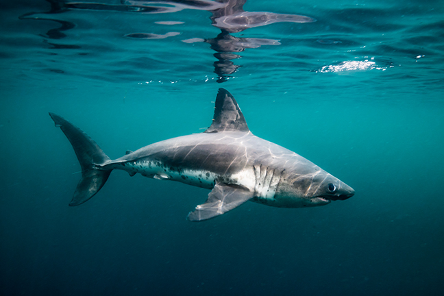 Salmon Shark - A Complete Care Guide