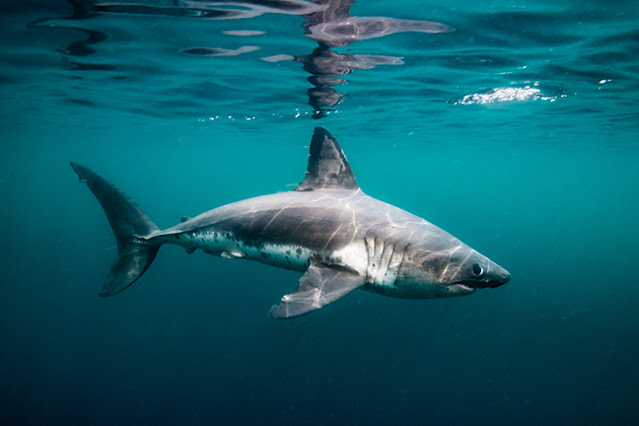 can a salmon shark live in freshwater