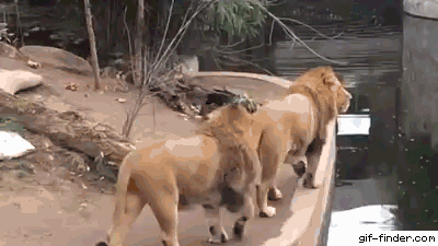 Amazing Creatures: Funny animal gifs - part 315 (10 gifs)