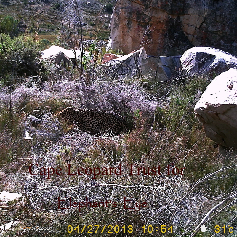 Elephant's Eye: Cape mountain leopard 3 hours later