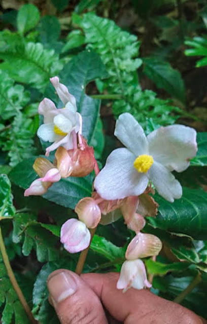 Begonia langbianensis Baker f.,