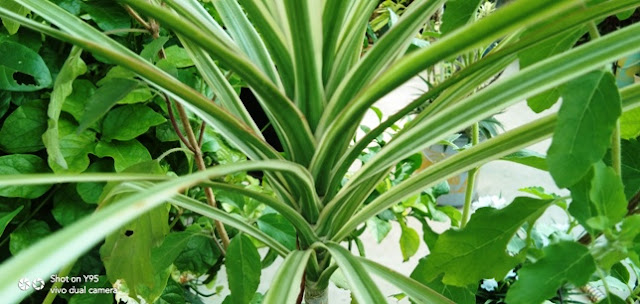 tips to grow dragon tree