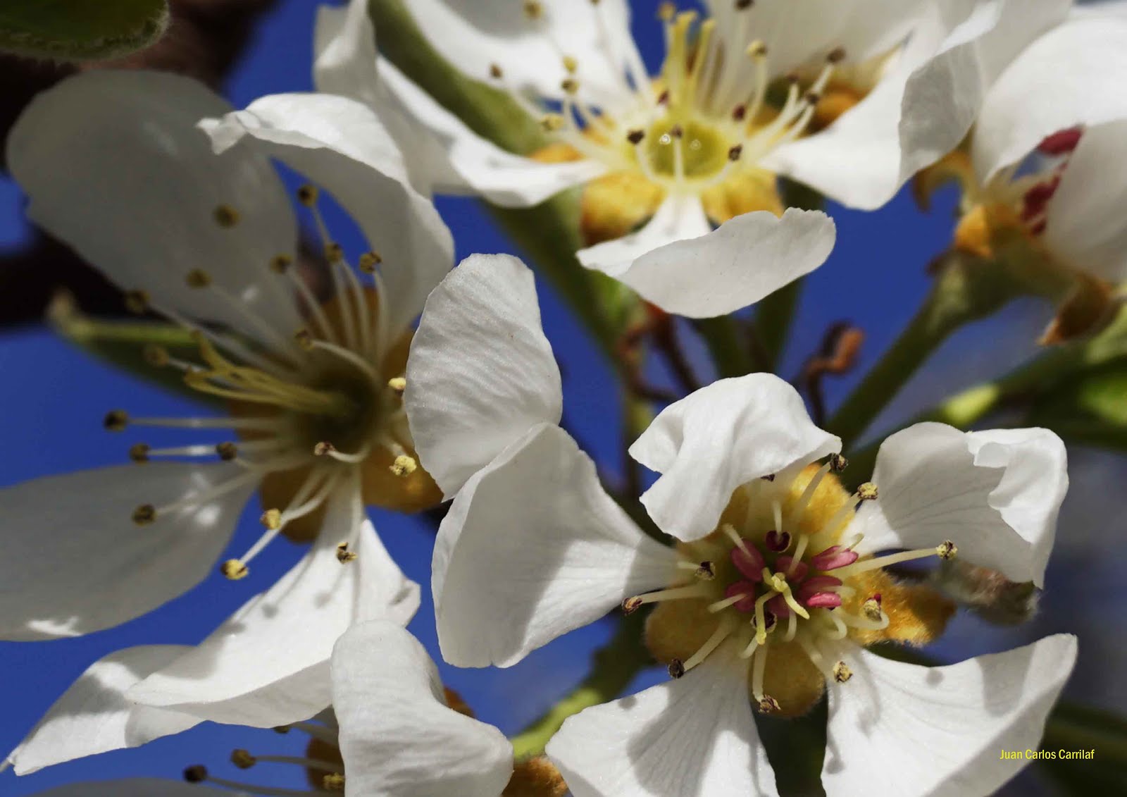 fotos de flor