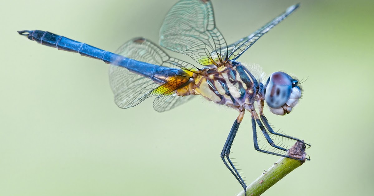 Dragonfly facts, Anisoptera species, habitat & classifications