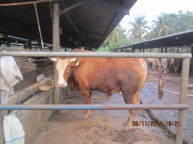 Jual Hewan Qurban: Cari sapi untuk qurban di pamulang