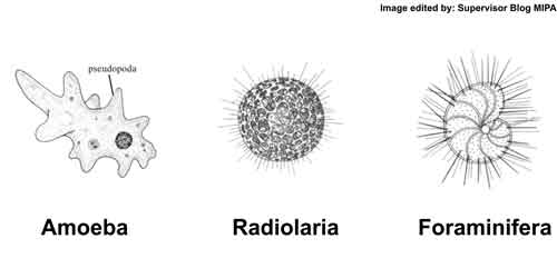 Protozoa (protista mirip hewan), Rhizopoda (Filum Sarcodina)
