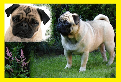 Мопс е много сладка порода декоративни кученца (Mops / Pug - poroda dekorativni ku4eta). Mops%2B-%2BPug%2B-%2Bporoda%2Bdekorativni%2Bku4eta