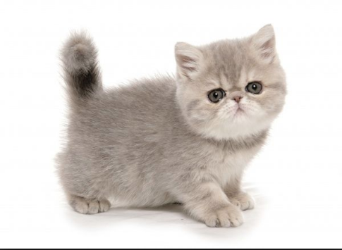 Exotic Shorthaired Cat Petcat Nutrition
