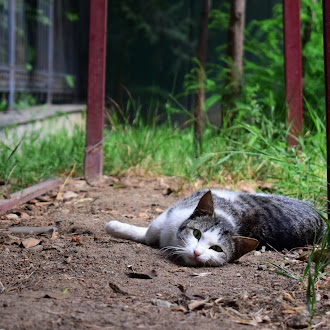 [25 Pics] Get back to Tbilisi, met this cute street cat