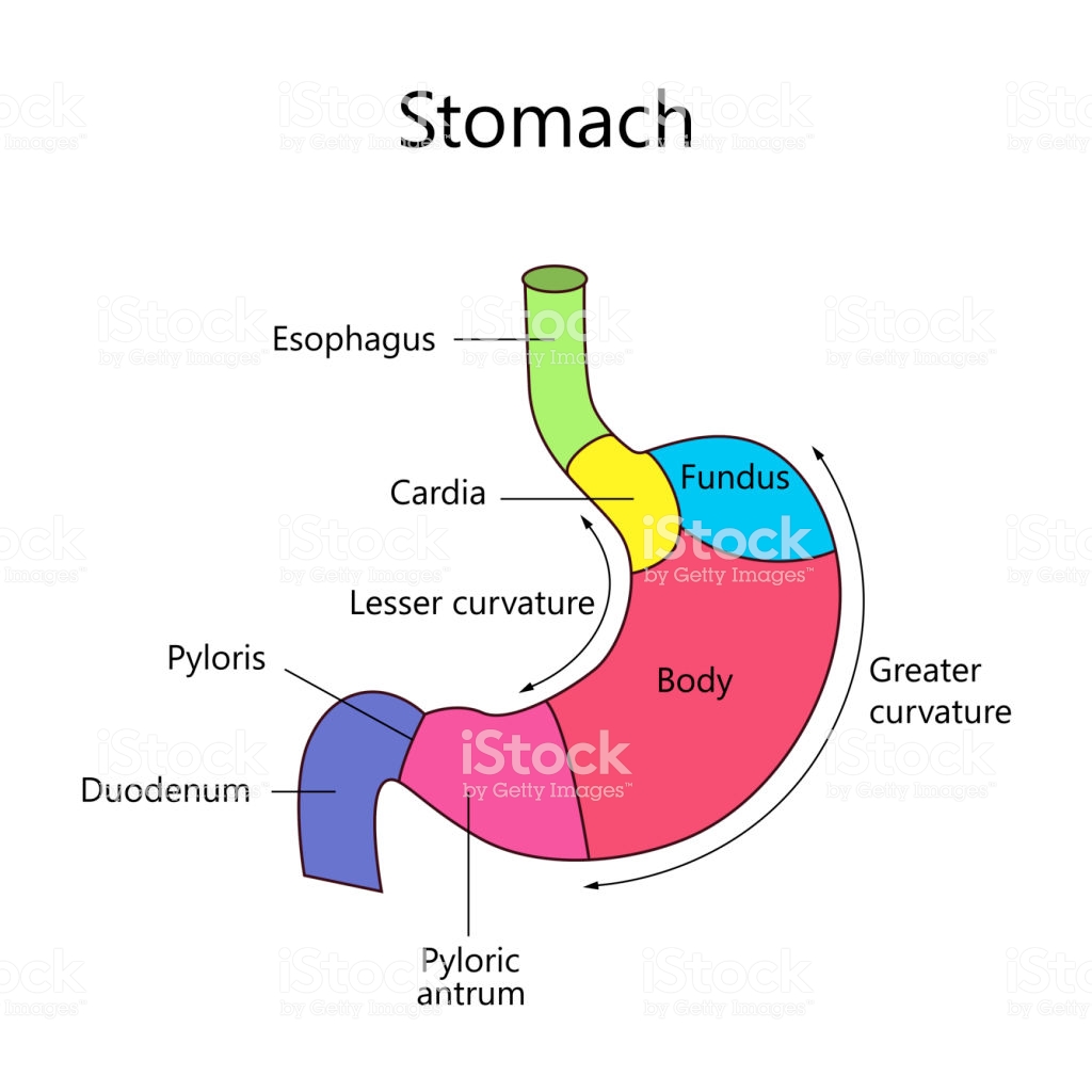 estructura del estomago