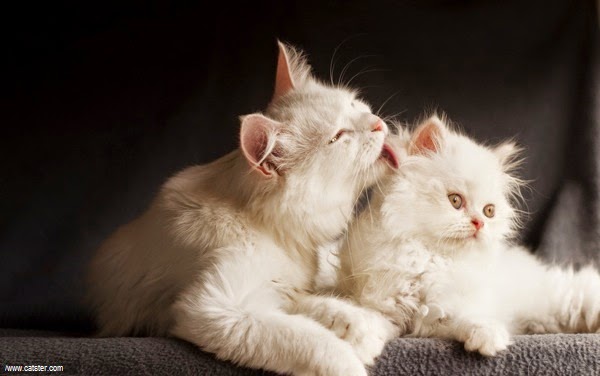 Maman Chat Qui Cherche Ses Chatons Maman Chat et ses Chatons