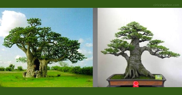 image inspirasi bonsai dari pohon liar hutan