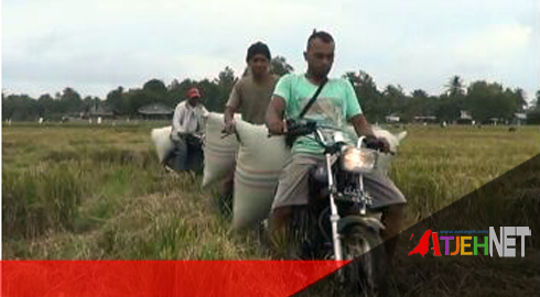 Aneh Tapi Nyata Ojek Berkeliaran Di Dalam Sawah Peudada The Atjeh Net