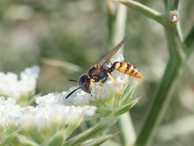 Philanthus triangulum Philanthus triangulum