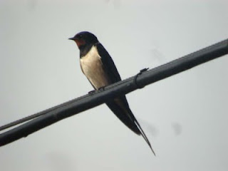 Through of nature reserve