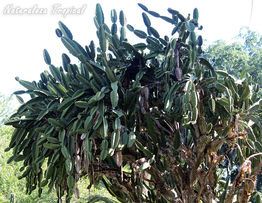 El Aguacate Cimarrón es una especie arborícola cubana considerada como el cactus con los frutos más grandes del mundo. Dendrocereus nudiflorus