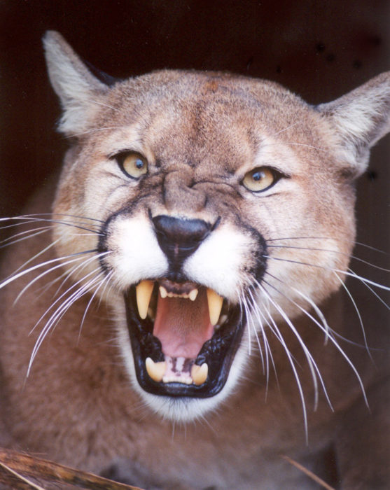 Cougar-Mountain-Lion-Puma-CODY4.jpg