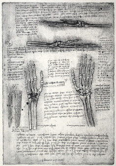 anatomía Da Vinci
