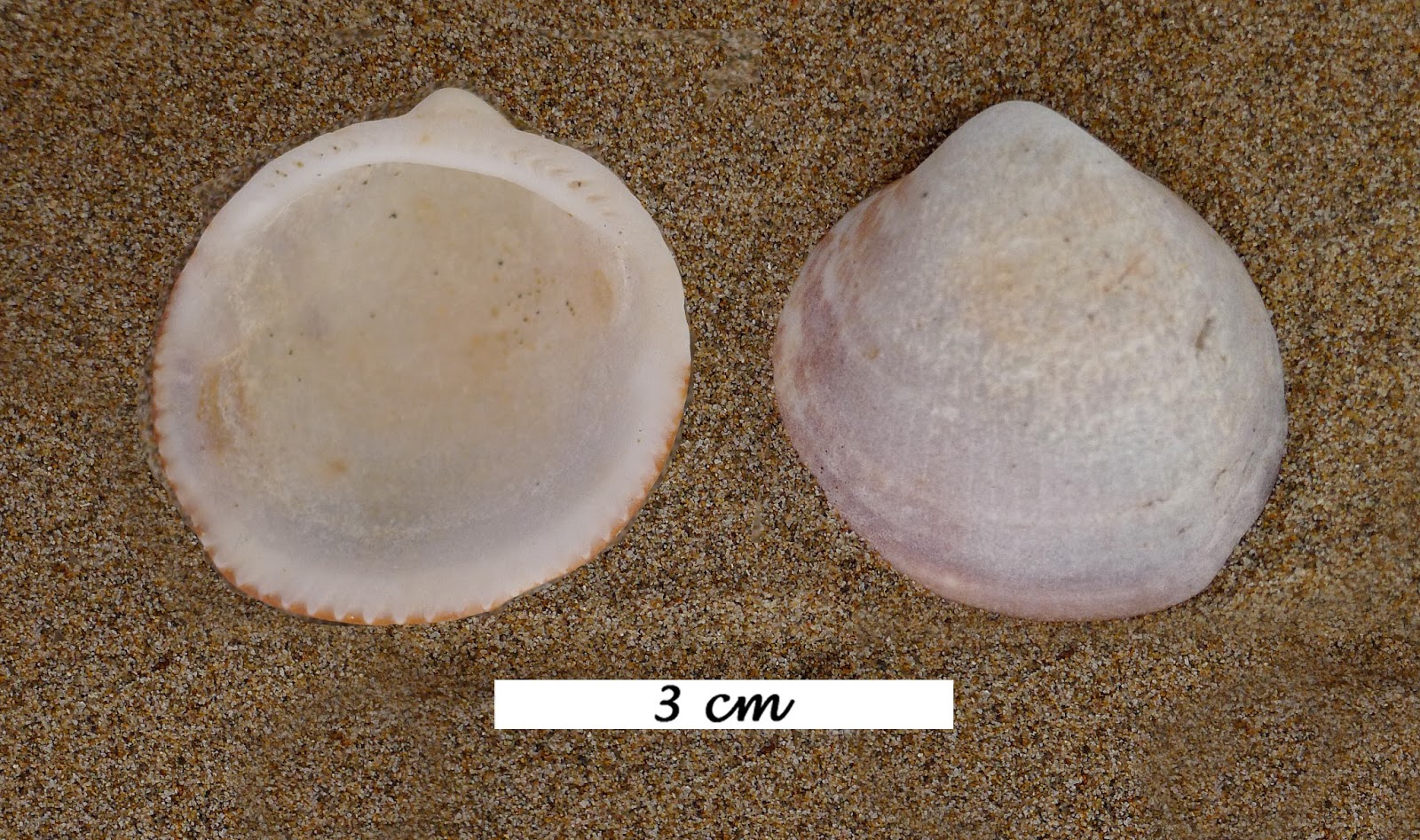 Tesoros a la orilla del mar Glycymeris