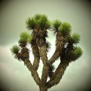 Joshua Tree: photo by Cliff Hutson