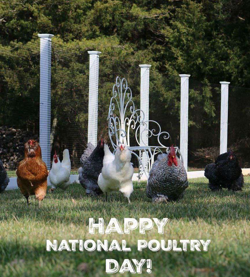 National Poultry Day Wishes Images download National Poultry Day Wishes Images download