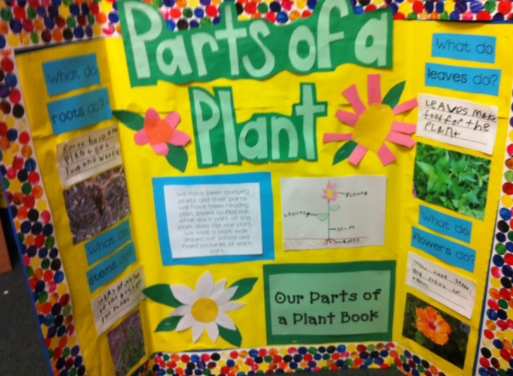 Arts & Crafts, English and Science Blog Parts of a plant/ tree Example