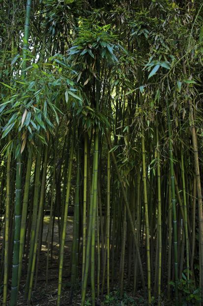 Download Gambar Pohon Bambu Berderet Foto Mewarnai
