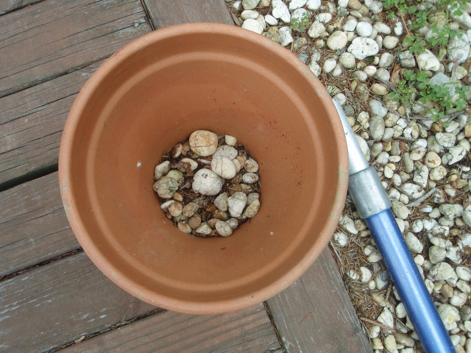 Let's Try Again...Tomorrow A Repotting Tip that Rocks!