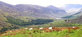 Vaeltaminen irlannissa, vaeltaminen, irlanti, killarney, cap of dunloe, vuoristo, karut maisemat, lammas