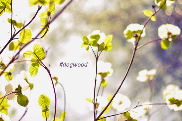 dogwood trees, dogwood flowers